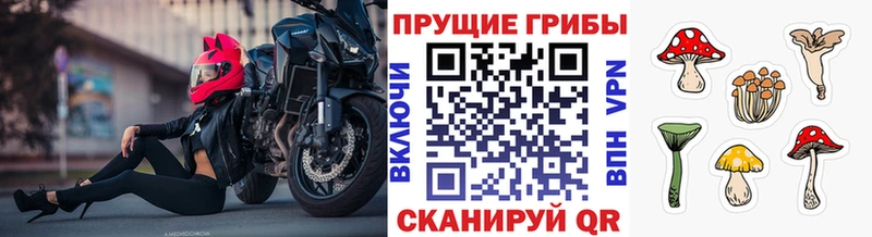купить   Светогорск  Псилоцибиновые грибы мицелий 